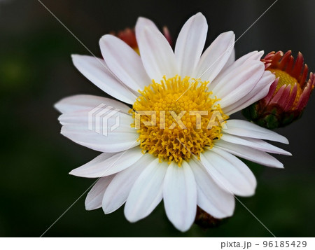 小菊の花 96185429