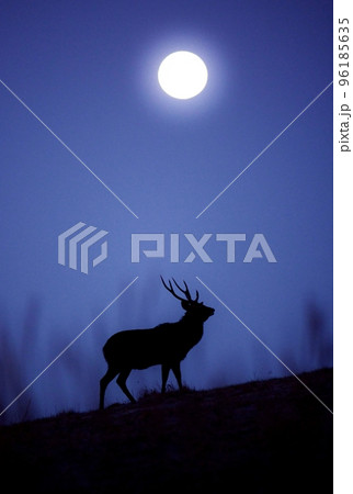 満月と牡鹿のシルエット 満月と牡鹿のシルエット 96185635