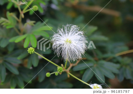 夕方になると花を開く白花ネムノキ 96185797