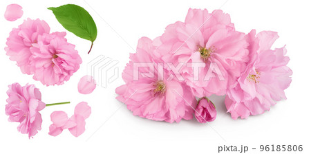 Sakura flower cherry blossom isolated on white background with full depth of field. Top view with copy space for your text. Flat lay 96185806