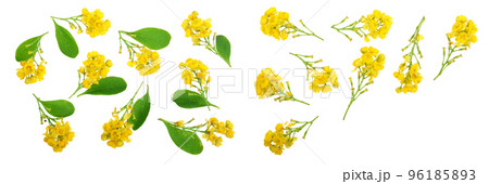 Flowers of barberries isolated on white background. Top view. Flat lay pattern 96185893