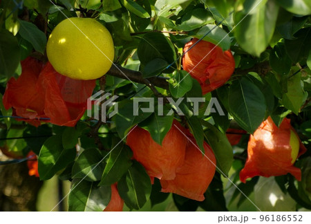 梨の成長　高梨の成長 96186552