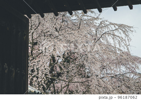 Cherry blossoms in Kyoto in the temples of Daigo Ji 10 April 2012 Cherry blossoms in Kyoto in the temples of Daigo Ji 10 April 2012 96187062
