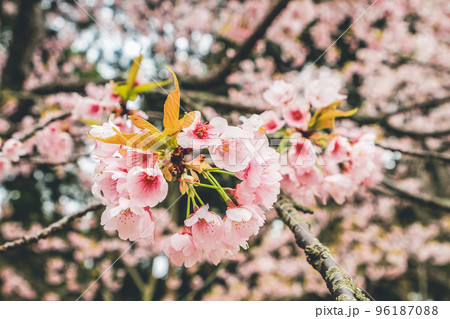 Cherry blossoms in Kyoto in the temples of Daigo Ji 10 April 2012 Cherry blossoms in Kyoto in the temples of Daigo Ji 10 April 2012 96187088