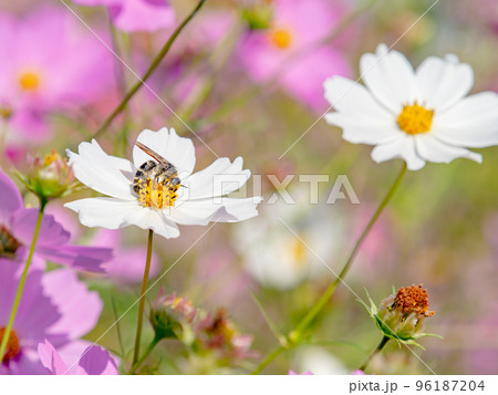 秋の景色 可憐でかわいいカラフルなコスモスの蜜を吸うミツバチ 秋の景色 可憐でかわいいカラフルなコスモスの蜜を吸うミツバチ 96187204
