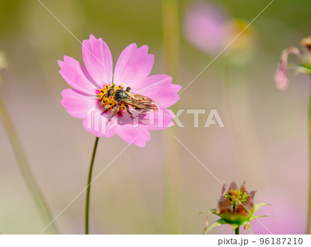 秋の景色 可憐でかわいいカラフルなコスモスの蜜を吸うミツバチ 秋の景色 可憐でかわいいカラフルなコスモスの蜜を吸うミツバチ 96187210
