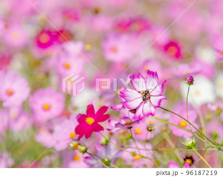 秋の景色 可憐でかわいいカラフルなコスモスの蜜を吸うミツバチ 秋の景色 可憐でかわいいカラフルなコスモスの蜜を吸うミツバチ 96187219