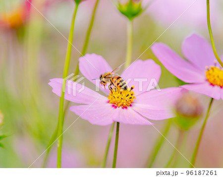 秋の景色　可憐でかわいいカラフルなコスモスの蜜を吸うミツバチ 96187261