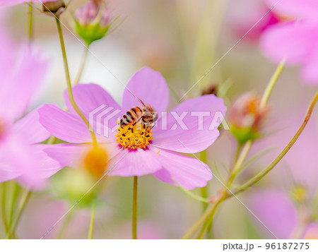 秋の景色　可憐でかわいいカラフルなコスモスの蜜を吸うミツバチ 96187275