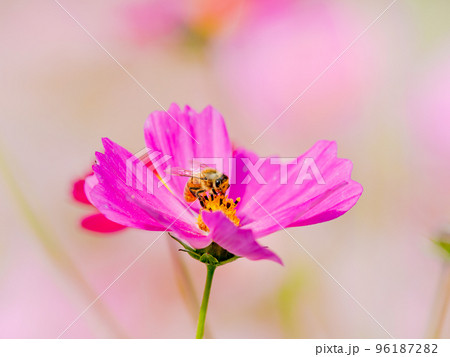 秋の景色　可憐でかわいいカラフルなコスモスの蜜を吸うミツバチ 96187282