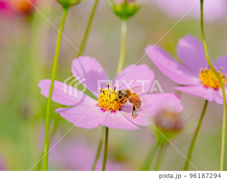 秋の景色　可憐でかわいいカラフルなコスモスの蜜を吸うミツバチ 96187294