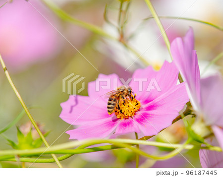 秋の景色　可憐でかわいいカラフルなコスモスの蜜を吸うミツバチ 96187445