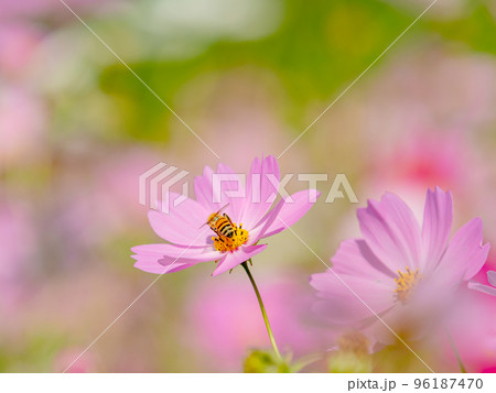 秋の景色 可憐でかわいいカラフルなコスモスの蜜を吸うミツバチ 秋の景色 可憐でかわいいカラフルなコスモスの蜜を吸うミツバチ 96187470