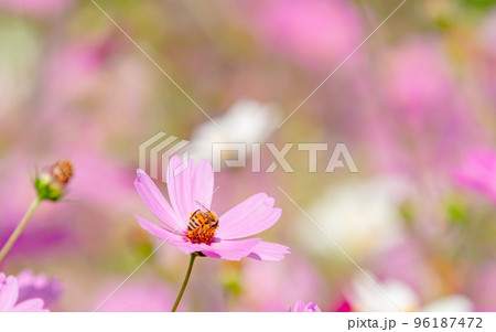秋の景色 可憐でかわいいカラフルなコスモスの蜜を吸うミツバチ 秋の景色 可憐でかわいいカラフルなコスモスの蜜を吸うミツバチ 96187472