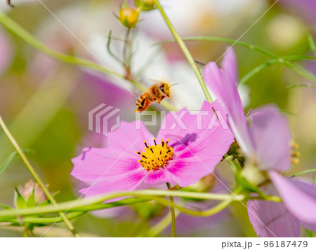秋の景色　可憐でかわいいカラフルなコスモスの蜜を吸うミツバチ 96187479