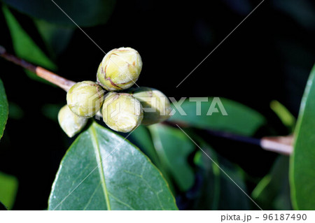 ツバキのつぼみ　かなり固い　11月 96187490