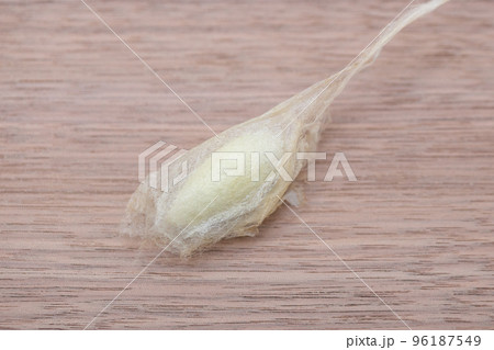 桑子の繭(まゆ) 桑子の繭(まゆ) 96187549