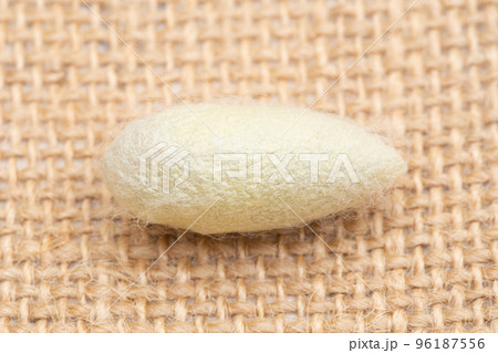 桑子の繭(まゆ) 桑子の繭(まゆ) 96187556