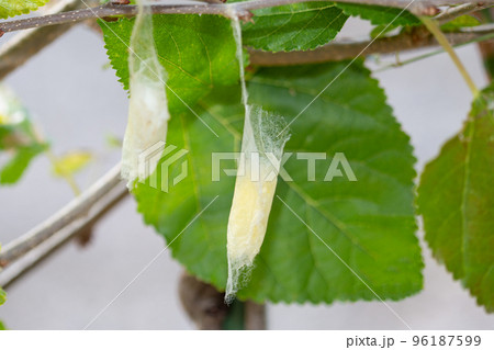 桑子の繭（まゆ） 96187599