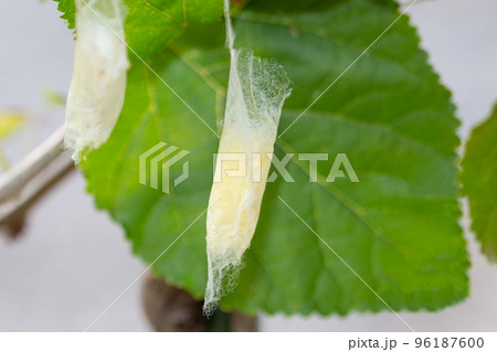 桑子の繭(まゆ) 桑子の繭(まゆ) 96187600