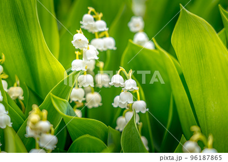 可愛らしい鈴蘭の花 96187865