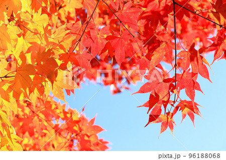 紅葉　もみじ 96188068