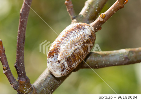 ハラビロカマキリの卵　卵嚢 96188084