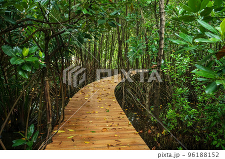 wooden curve walkpath through mangrove forest, Chanthaburi 96188152