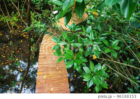 Top view of mangrove tree leaf and wood walk path, Chanthaburi Top view of mangrove tree leaf and wood walk path, Chanthaburi 96188153