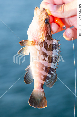 クエ クエ 96188289