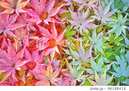 水面に浮かぶの紅葉のクローズアップ。グラデーションカラーの紅葉 96188418