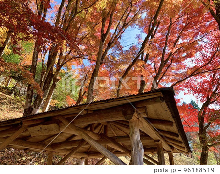 紅葉〈大井平公園/愛知県豊田市稲武町〉 96188519