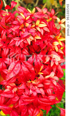 紅葉したナンテンの葉の風景 紅葉したナンテンの葉の風景 96188548