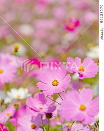 秋の景色　可憐でかわいいカラフルなコスモス 96188570