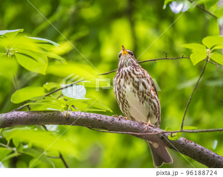 Wood bird Redwing, Turdus iliacus, sits on tree branch 96188724