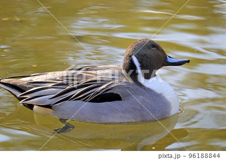池で泳ぐオナガガモのオス【横向き】 池で泳ぐオナガガモのオス【横向き】 96188844