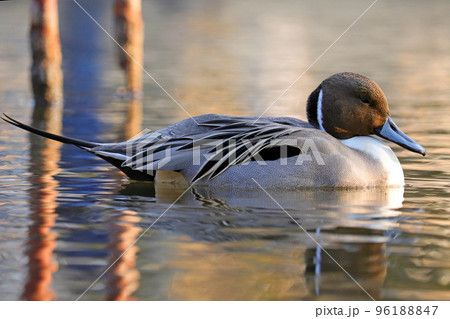 池で泳ぐオナガガモのオス【横向き】 96188847
