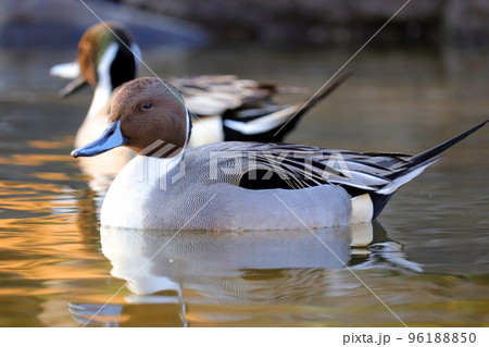 池で泳ぐオナガガモのオス【横向き】 池で泳ぐオナガガモのオス【横向き】 96188850