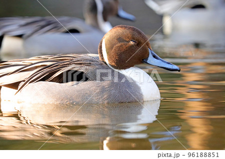 池で泳ぐオナガガモのオス【横向き】 池で泳ぐオナガガモのオス【横向き】 96188851