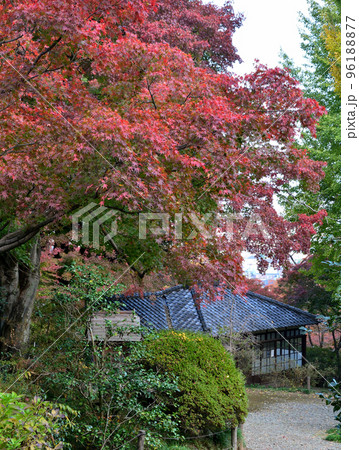 少林山達磨寺の洗心亭と紅葉 少林山達磨寺の洗心亭と紅葉 96188877