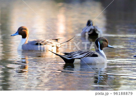 池で泳ぐオナガガモのオス【横向き】 96188879