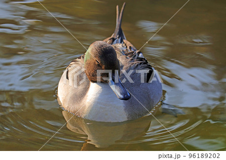 池で泳ぐオナガガモのオス【正面】 96189202
