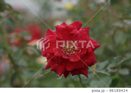 荒尾市　おもやい市民花壇　バラの花、 96189424