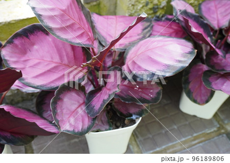 観葉植物のカラテアパープルローズの写真 観葉植物のカラテアパープルローズの写真 96189806