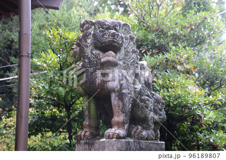 狛犬・松陰神社(山口県・萩市) 狛犬・松陰神社(山口県・萩市) 96189807