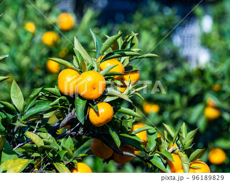 たわわに実った美味しそうに色づいたミカン 96189829