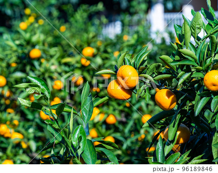 たわわに実った美味しそうに色づいたミカン 96189846