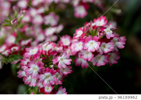 春の美女桜～バーベナ～ 96189962