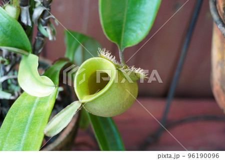 食虫植物であるツボウツボカズラの写真 96190096