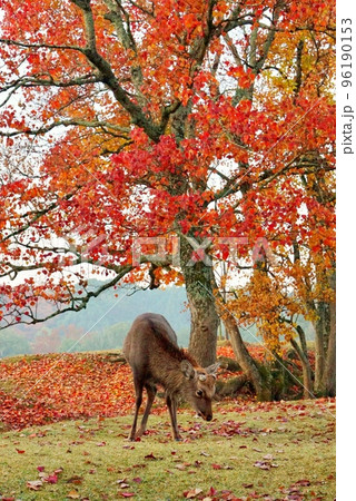 鹿と紅葉の写真素材 [96190153] - PIXTA